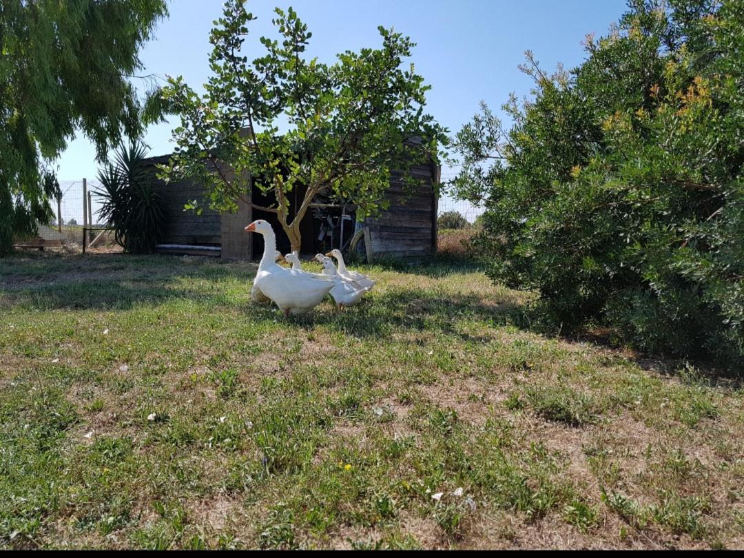 Salento Lapezzaaculuri Βίλα Guagnano Εξωτερικό φωτογραφία